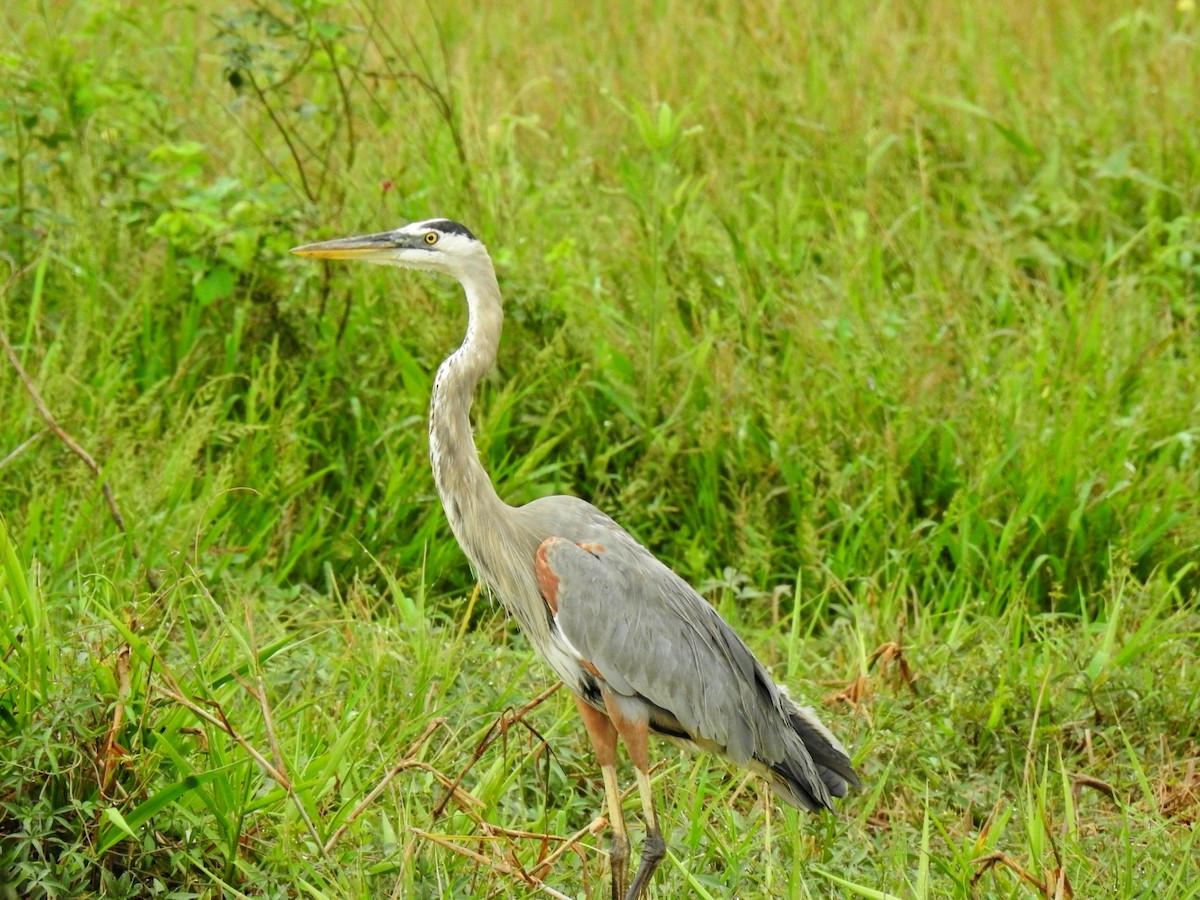 Great Blue Heron - ML609808845