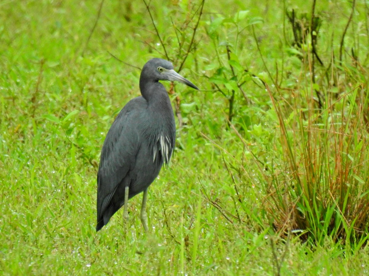 Little Blue Heron - ML609808847