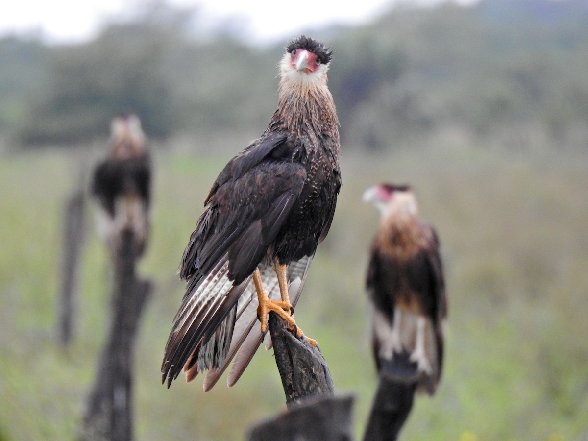 Crested Caracara - ML609808850