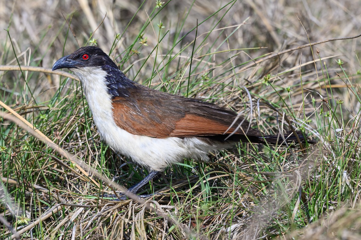 Coppery-tailed Coucal - ML609808875