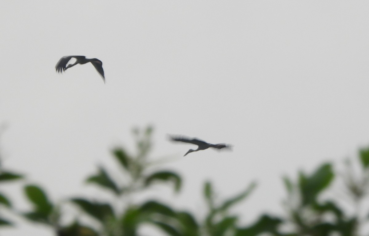 Asian Openbill - ML609808935