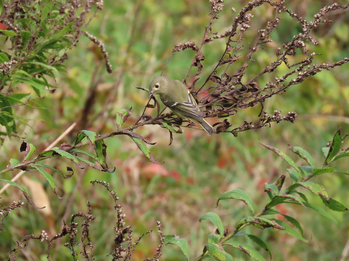 Ruby-crowned Kinglet - ML609808964