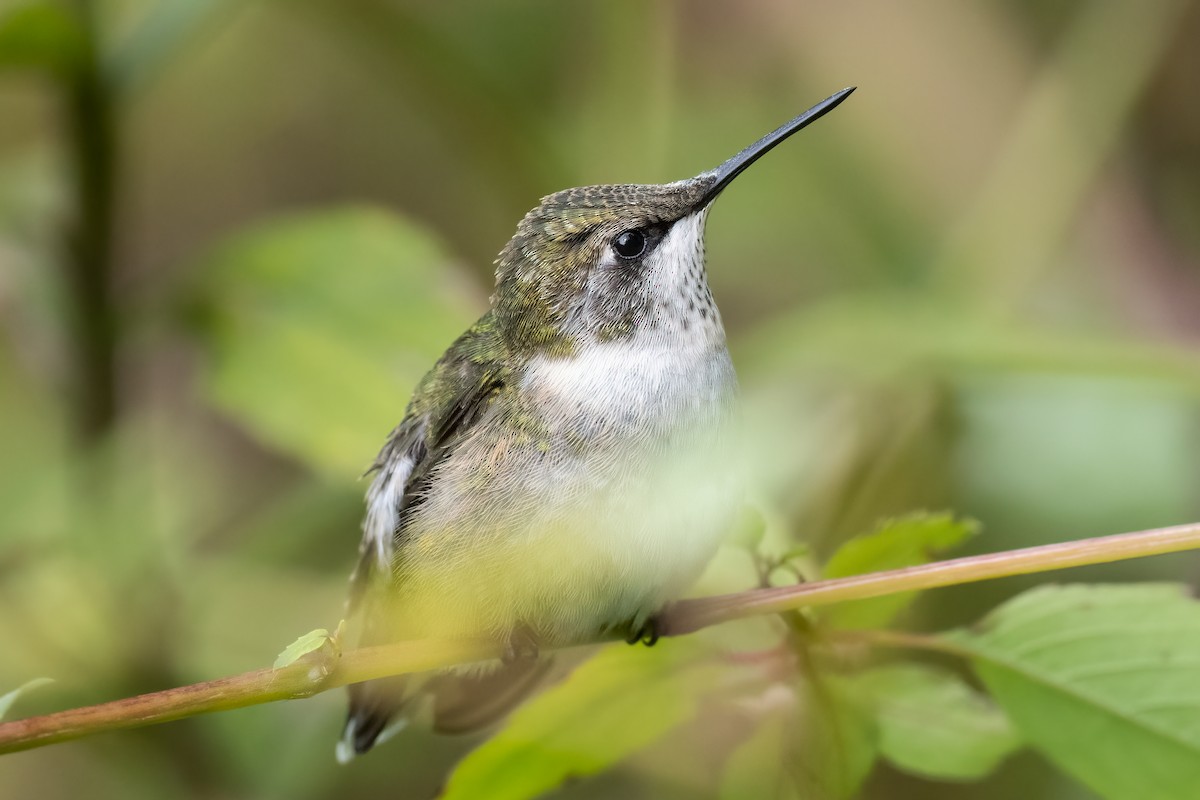 Ruby-throated Hummingbird - ML609809036