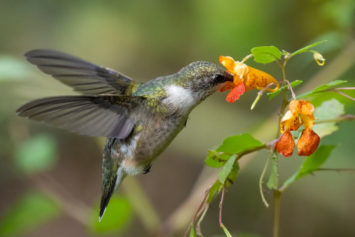 Ruby-throated Hummingbird - ML609809037