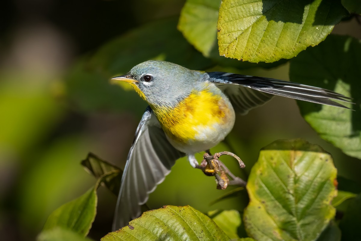 Northern Parula - ML609809045