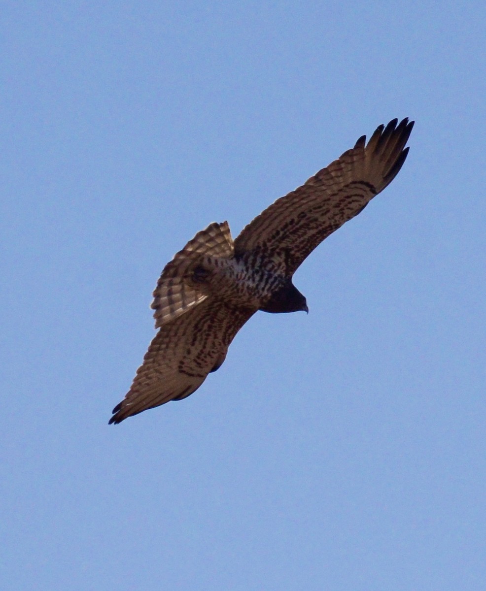 Short-toed Snake-Eagle - ML609809051