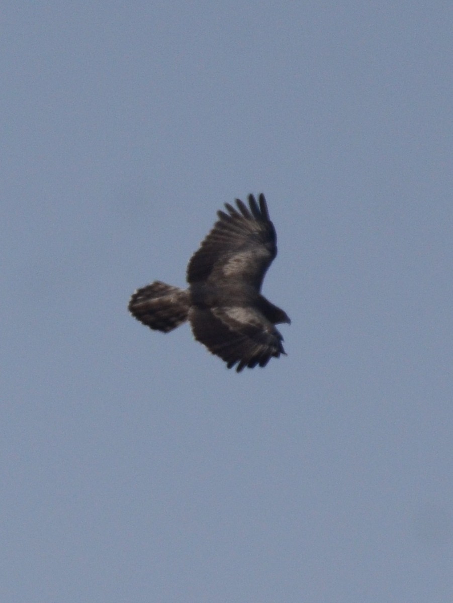 Short-toed Snake-Eagle - Premchand Reghuvaran