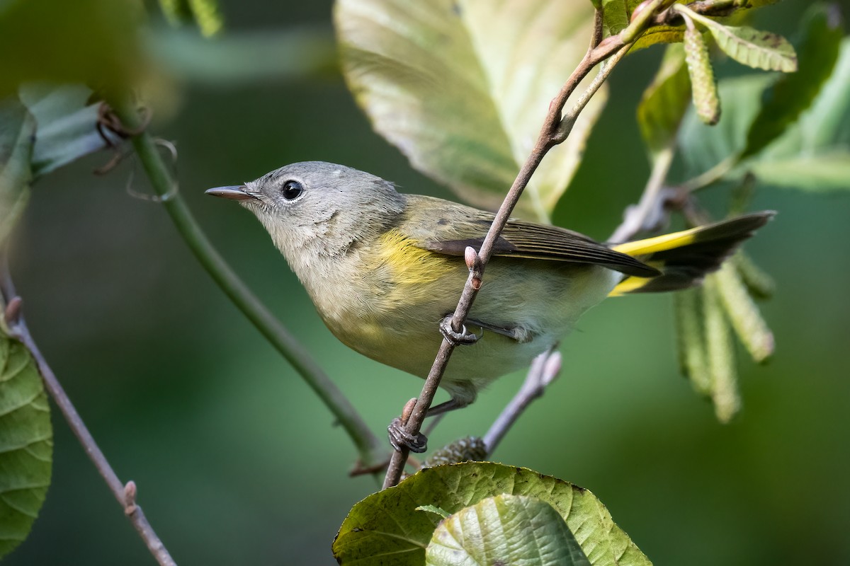 American Redstart - ML609809054