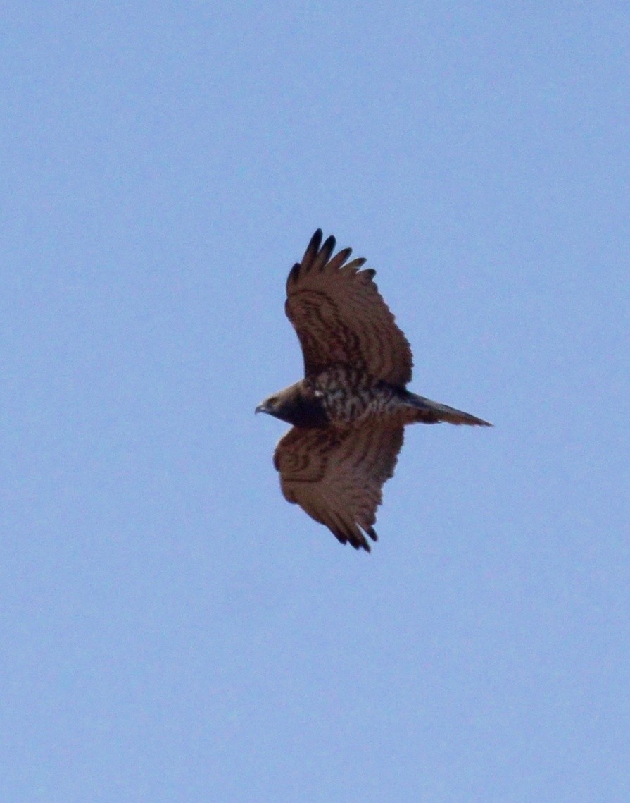 Short-toed Snake-Eagle - Premchand Reghuvaran