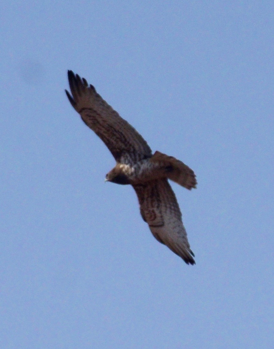 Short-toed Snake-Eagle - Premchand Reghuvaran