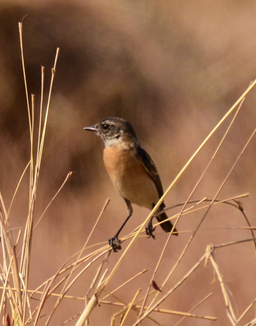 Siberian Stonechat (Siberian) - ML609809066