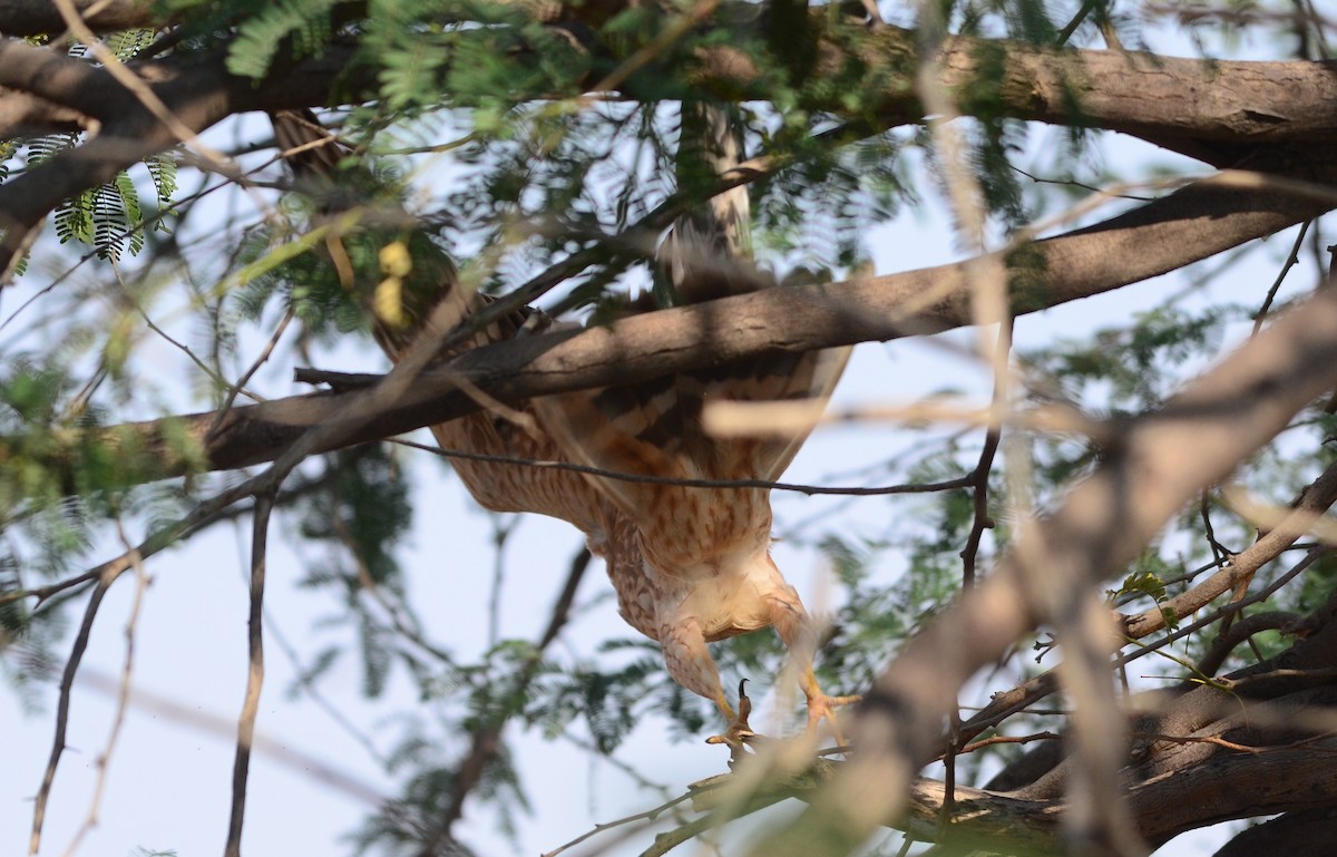 Montagu's Harrier - Premchand Reghuvaran