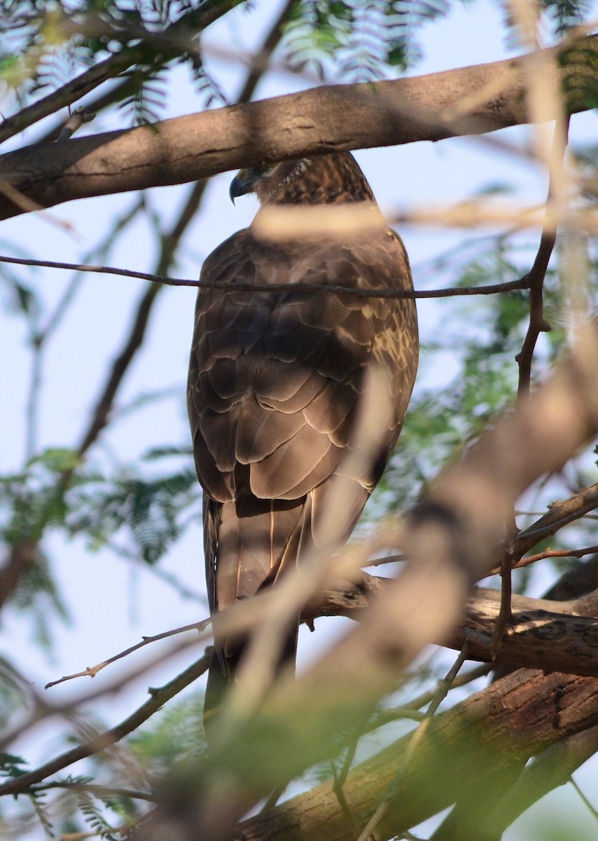 Montagu's Harrier - ML609809082