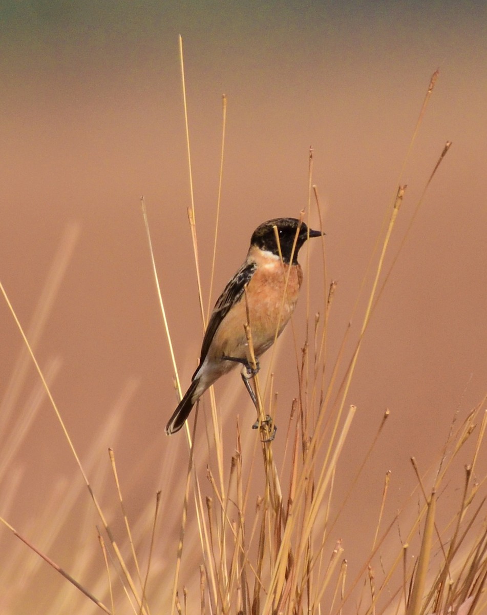 Siberian Stonechat (Siberian) - ML609809093