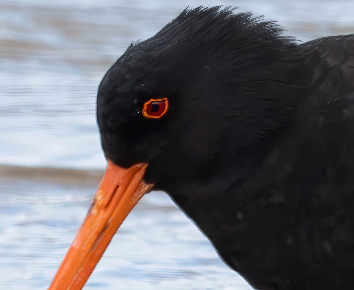 Variable Oystercatcher - ML609809096