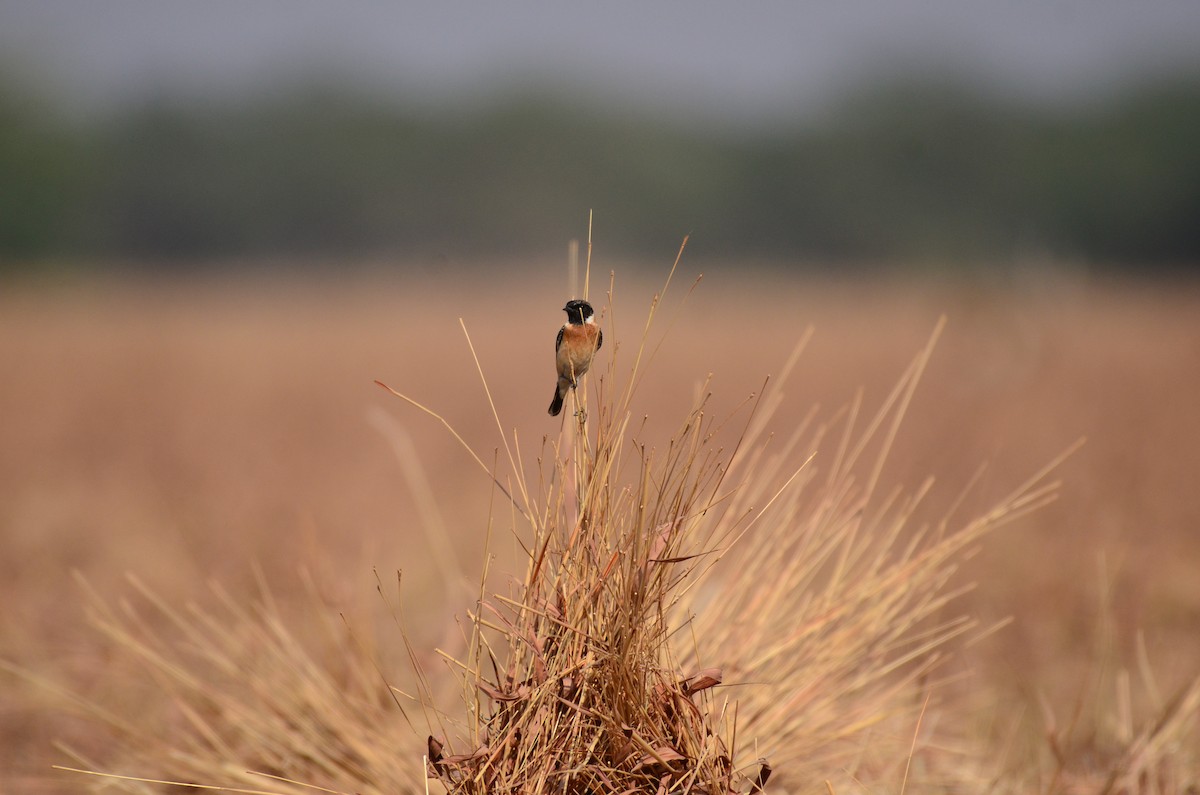 Siberian Stonechat (Siberian) - ML609809109