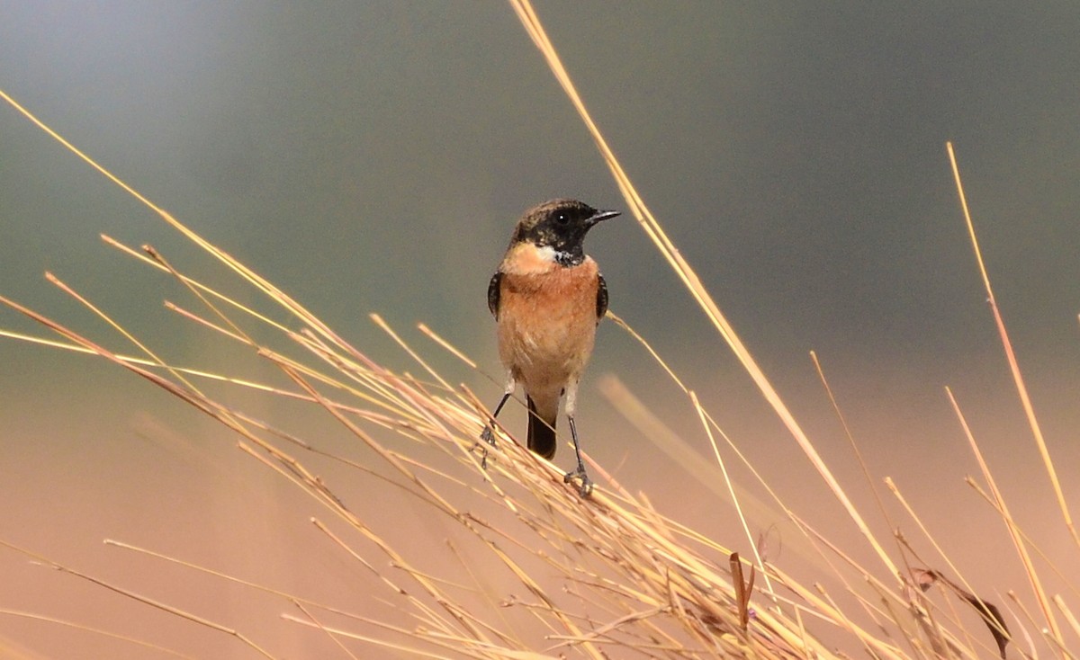 Siberian Stonechat (Siberian) - ML609809111