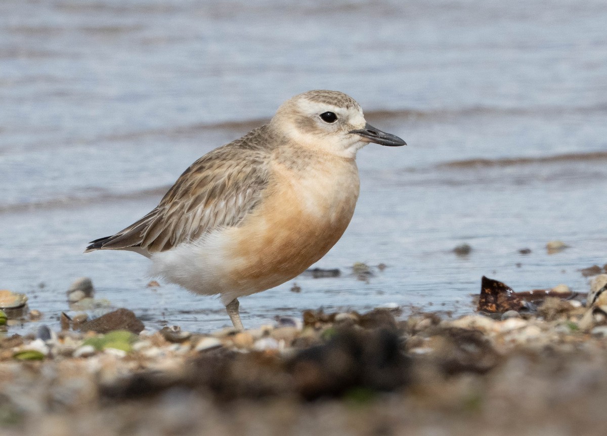 Red-breasted Dotterel - ML609809113