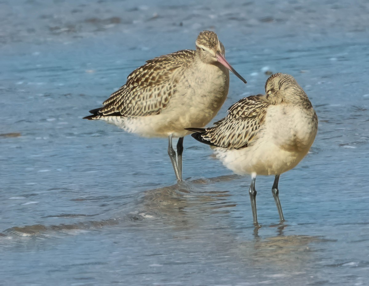 Bar-tailed Godwit - ML609809124