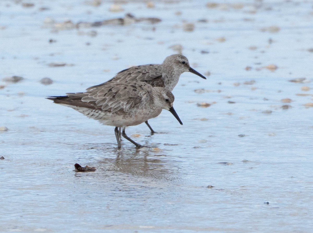 Red Knot - ML609809136