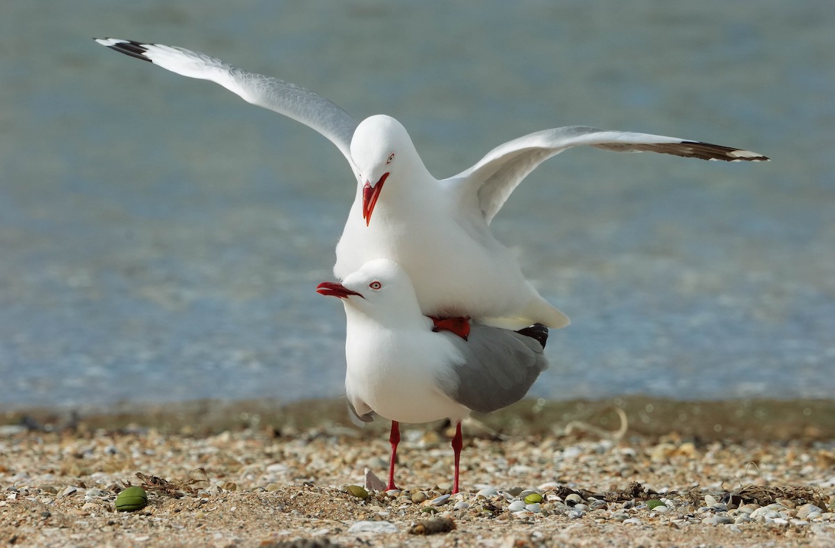 Silver Gull (Red-billed) - ML609809153