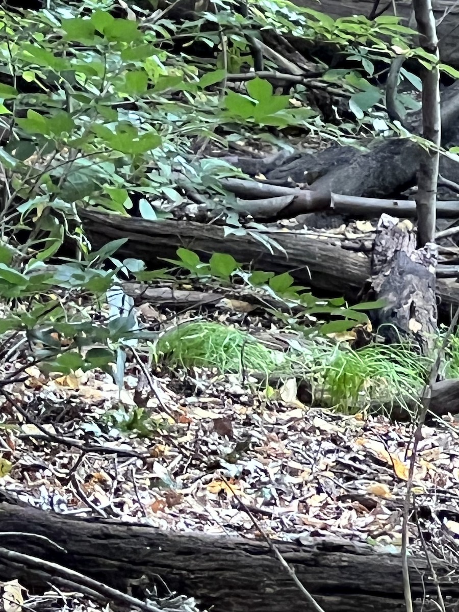 Wood Thrush - ML609809212