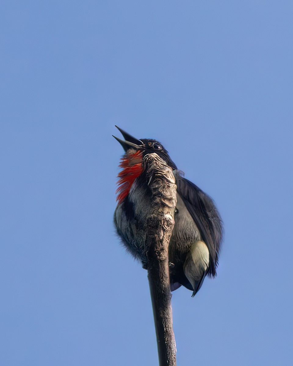 ノドアカハナドリ（celebicum グループ） - ML609809316