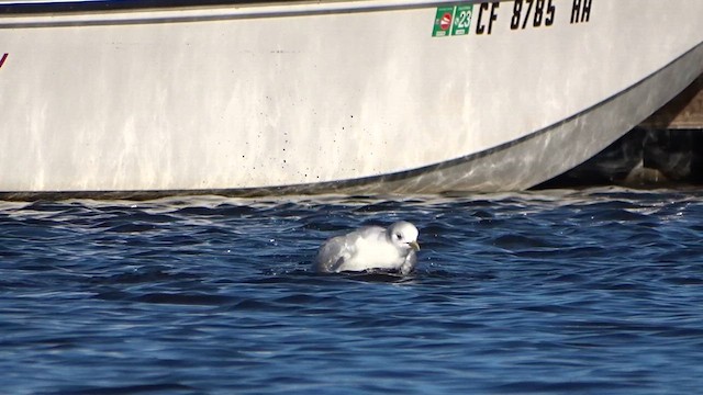 Black-legged Kittiwake - ML609809341