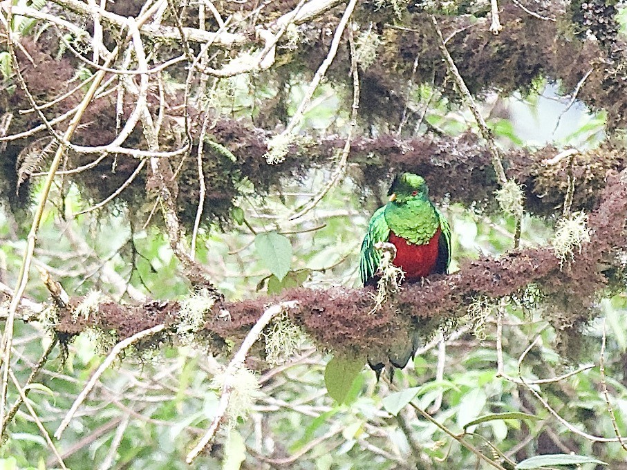 Crested Quetzal - ML609809372