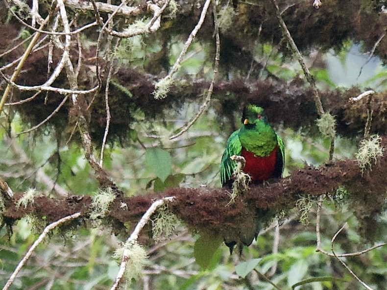 Crested Quetzal - ML609809373