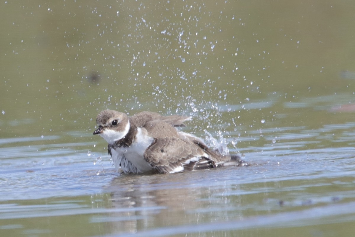 Semipalmated Plover - Michele Chartier