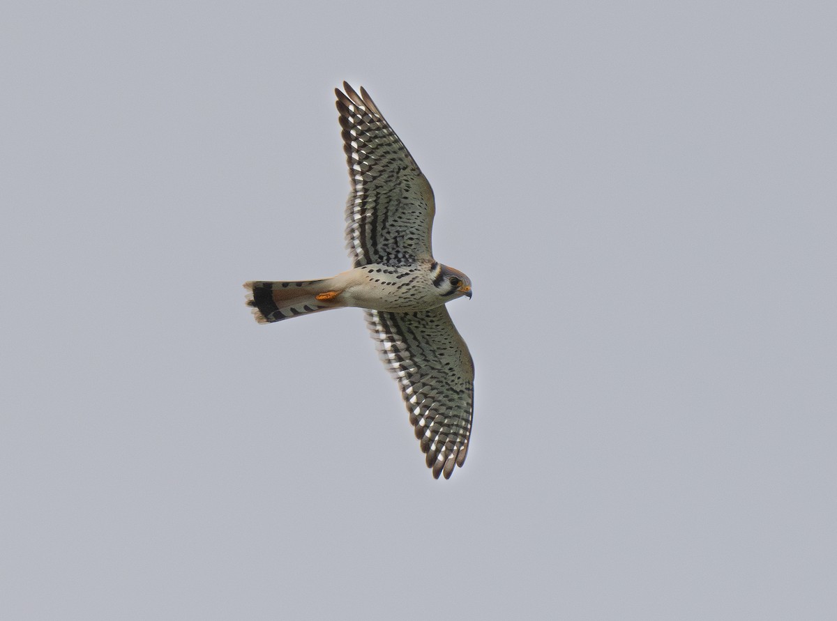 American Kestrel - ML609809376