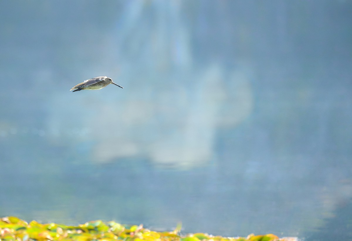 Latham's Snipe - ML609809400