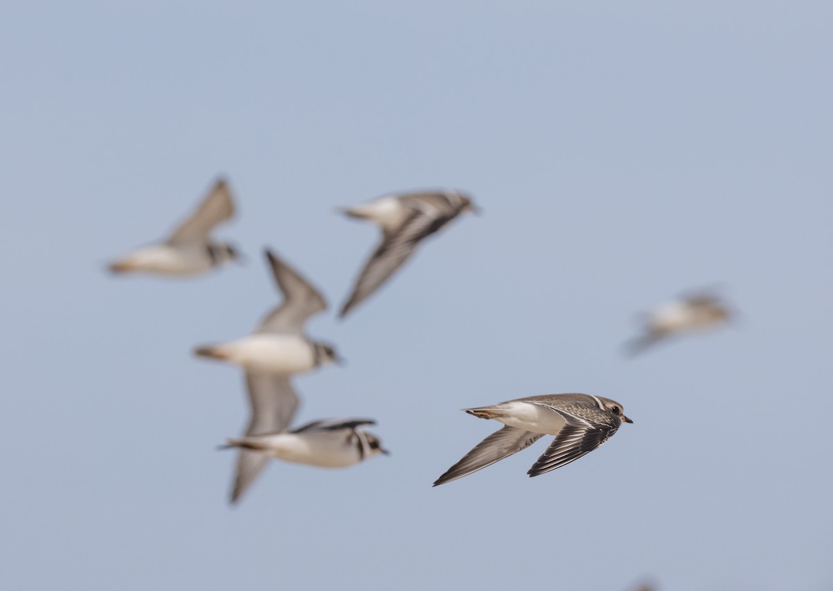 Semipalmated Plover - ML609809461