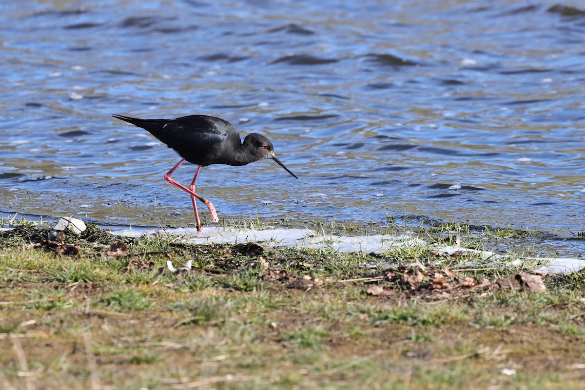 Black Stilt - ML609809480