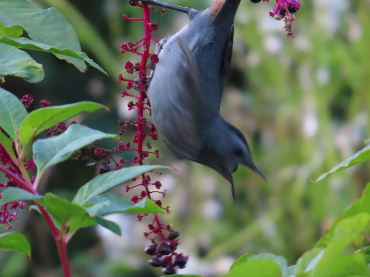 Gray Catbird - ML609809498