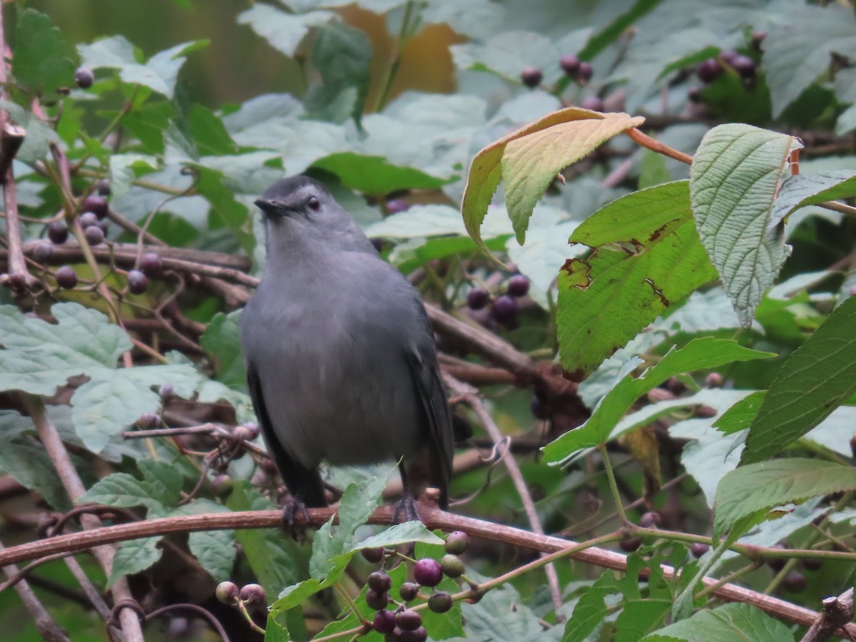 Gray Catbird - ML609809500