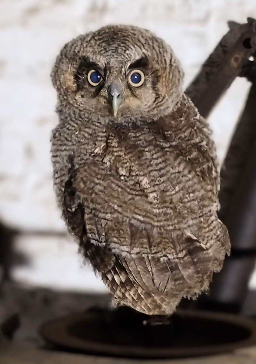 Tropical Screech-Owl - Aves-del-Taragüí/ SabinaDeLucca