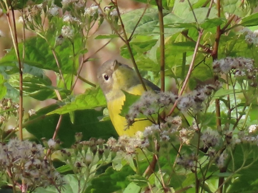 Magnolia Warbler - Sandy Morrissey