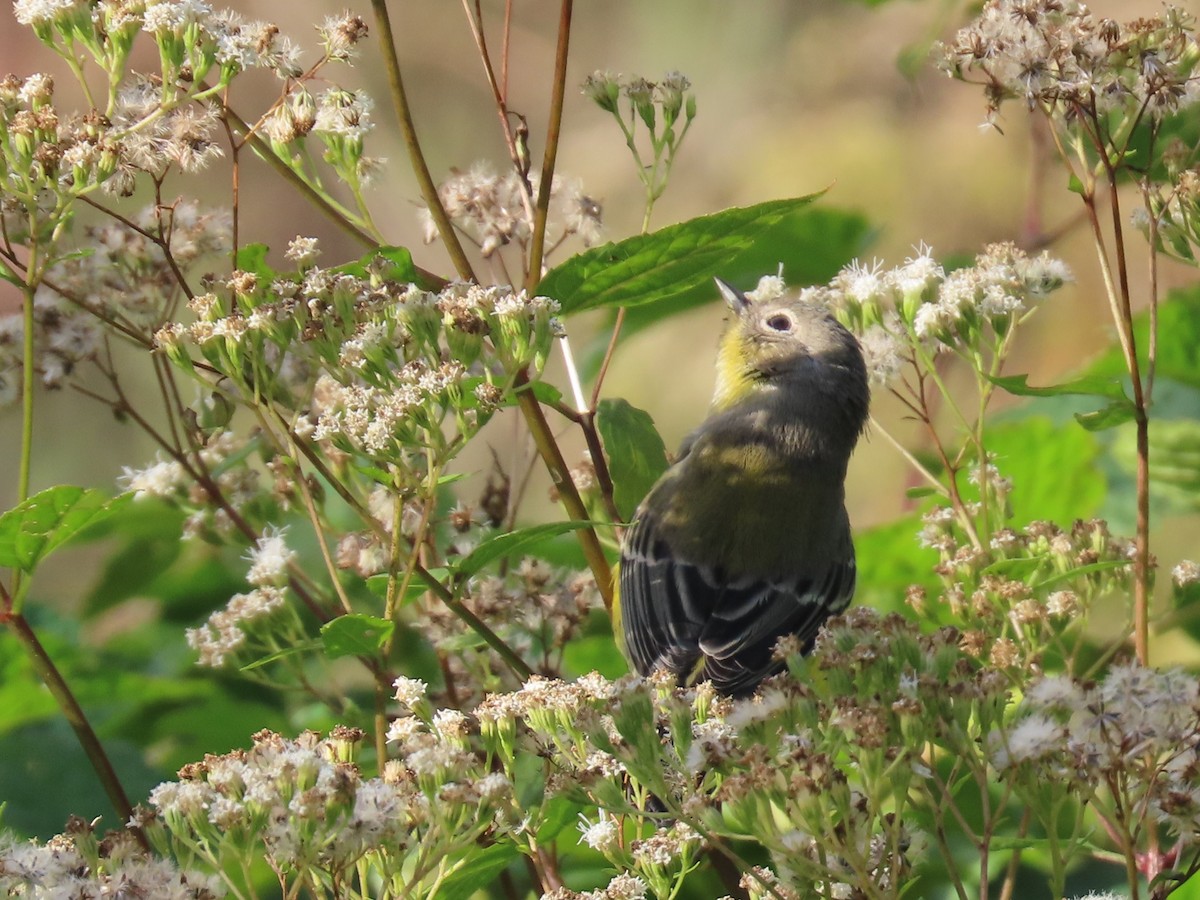 Magnolia Warbler - ML609809540