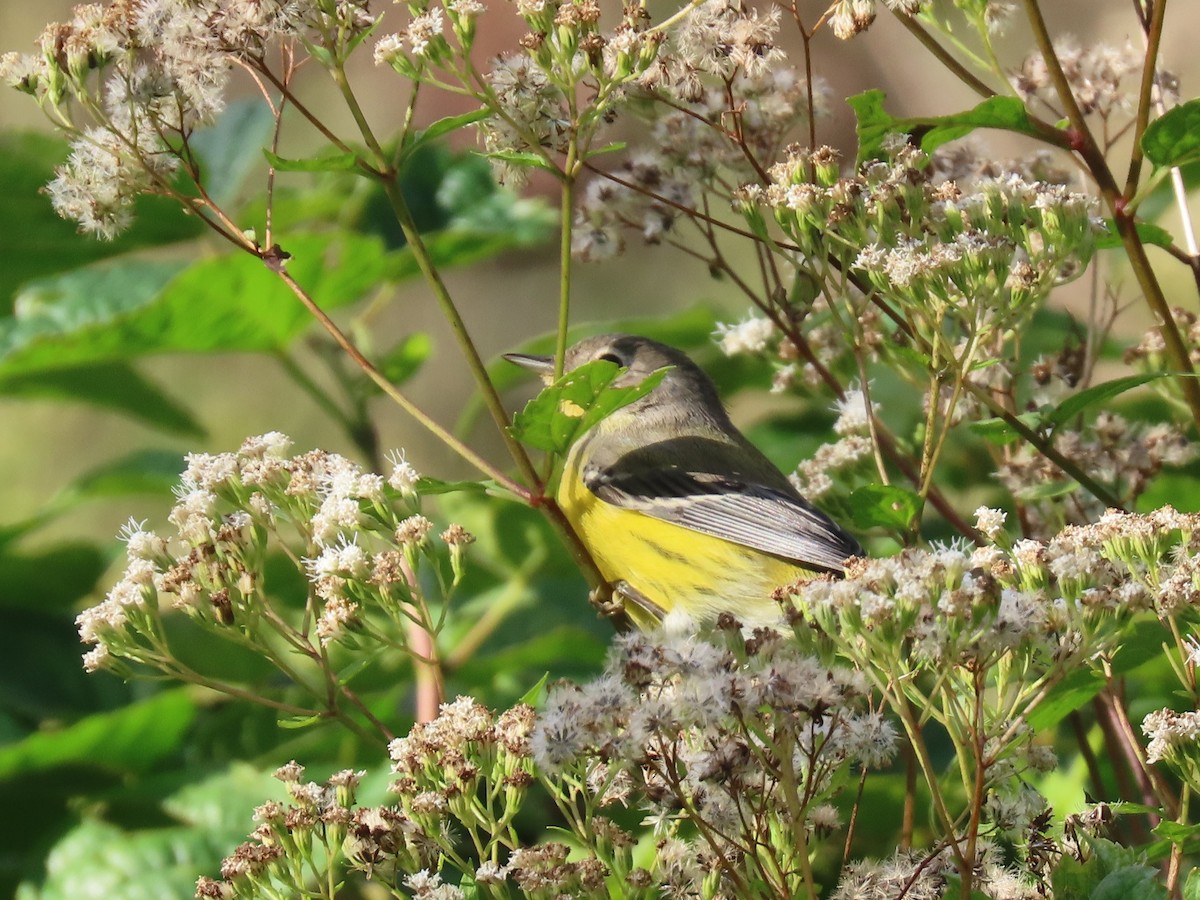 Magnolia Warbler - Sandy Morrissey