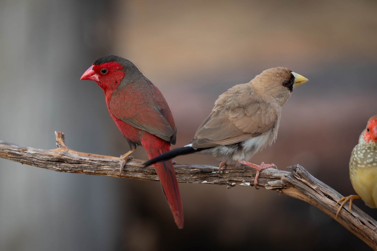 Masked Finch (Masked) - paul mclelland