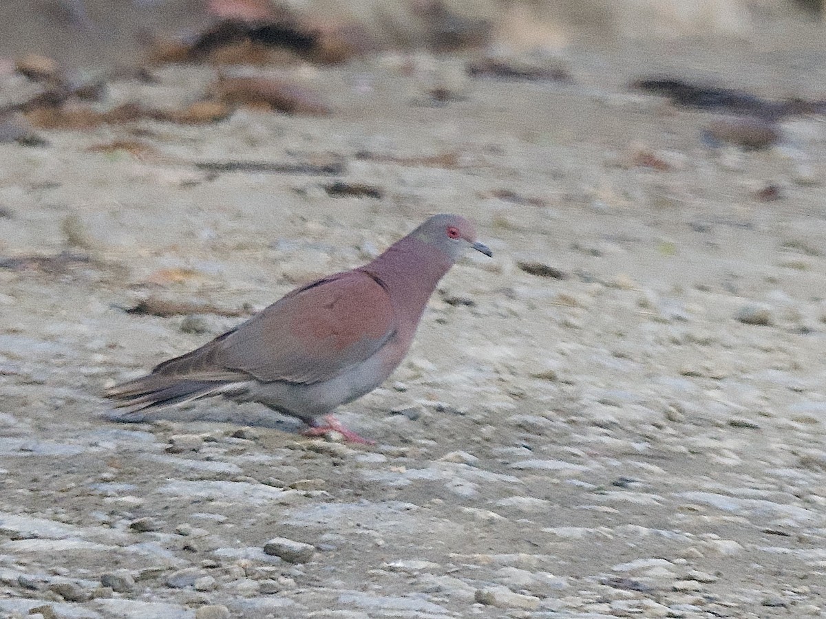 Pale-vented Pigeon - Craig Rasmussen