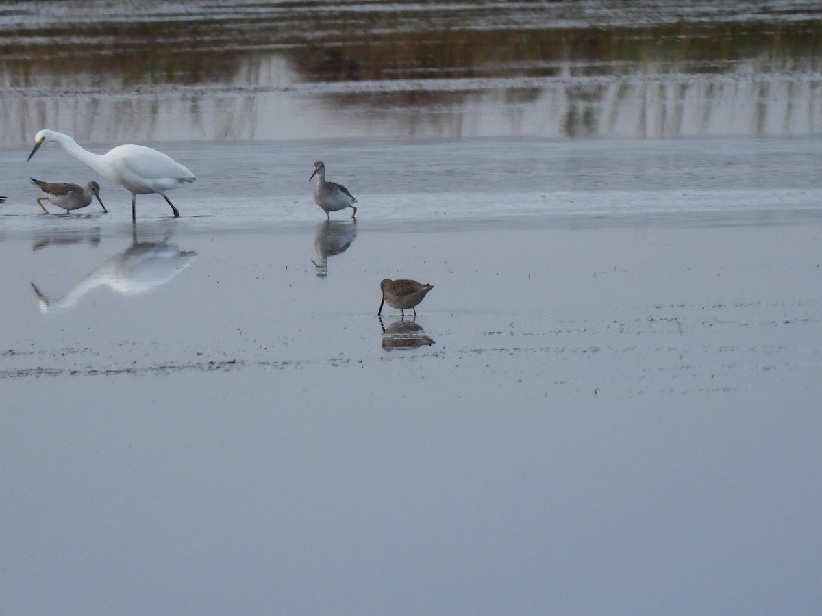 Long-billed Dowitcher - ML609809627