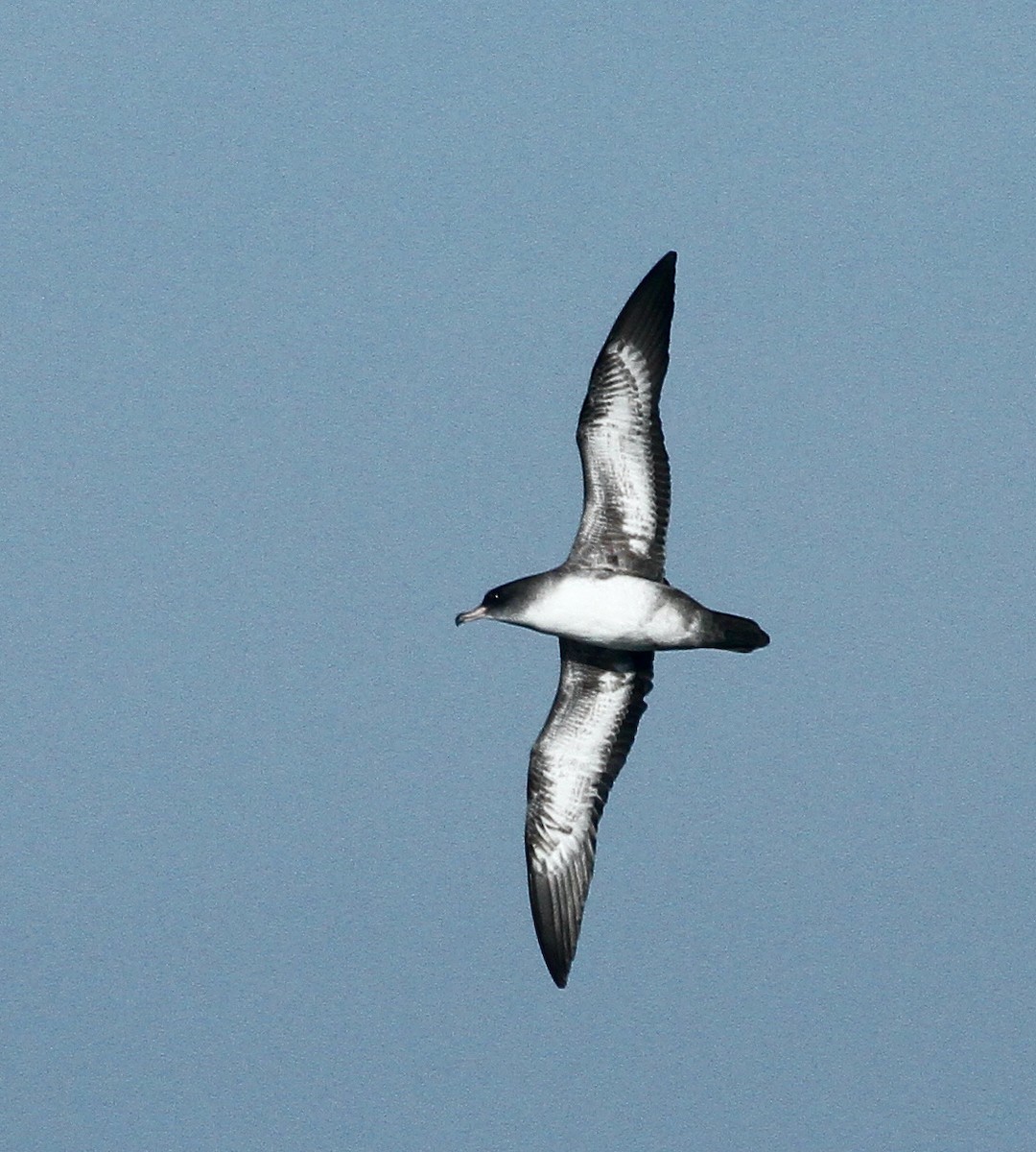 Pink-footed Shearwater - ML609809660