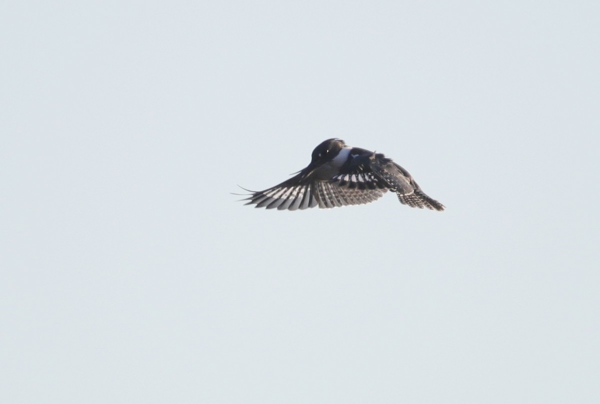 Belted Kingfisher - ML609809802