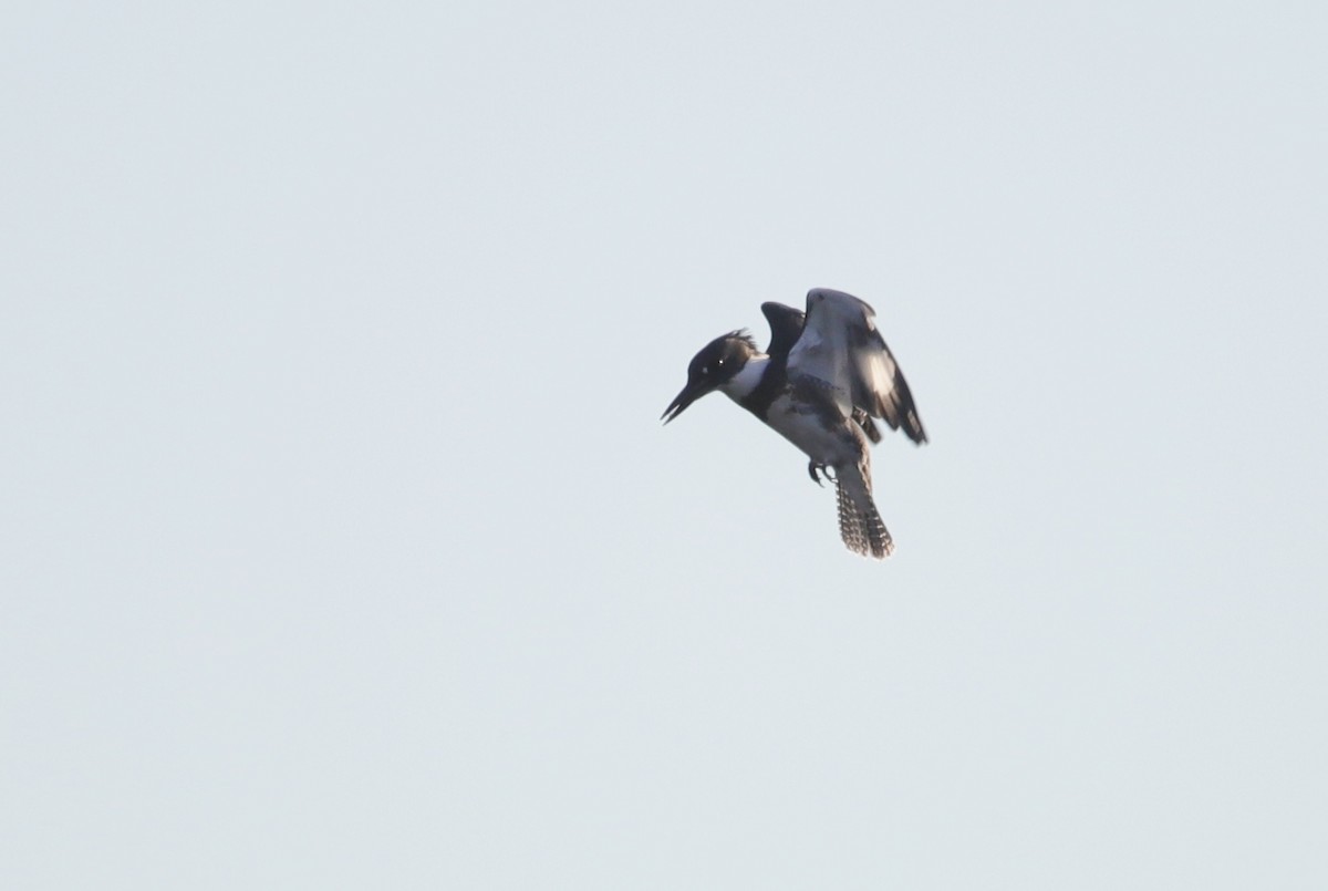 Belted Kingfisher - ML609809806