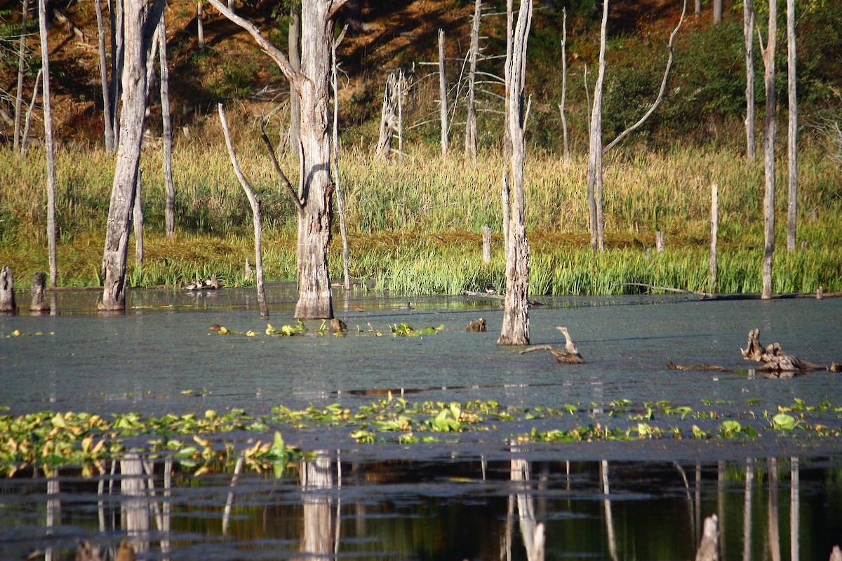 American Coot - Sara Mook