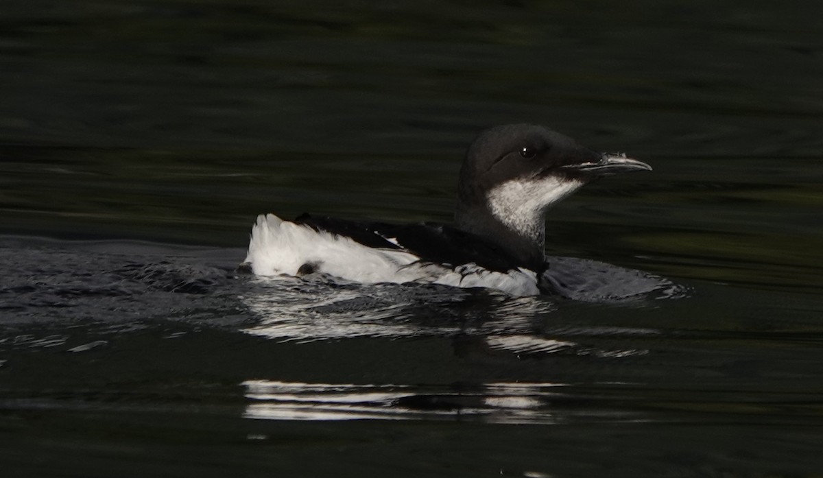 Dickschnabellumme - ML609809838