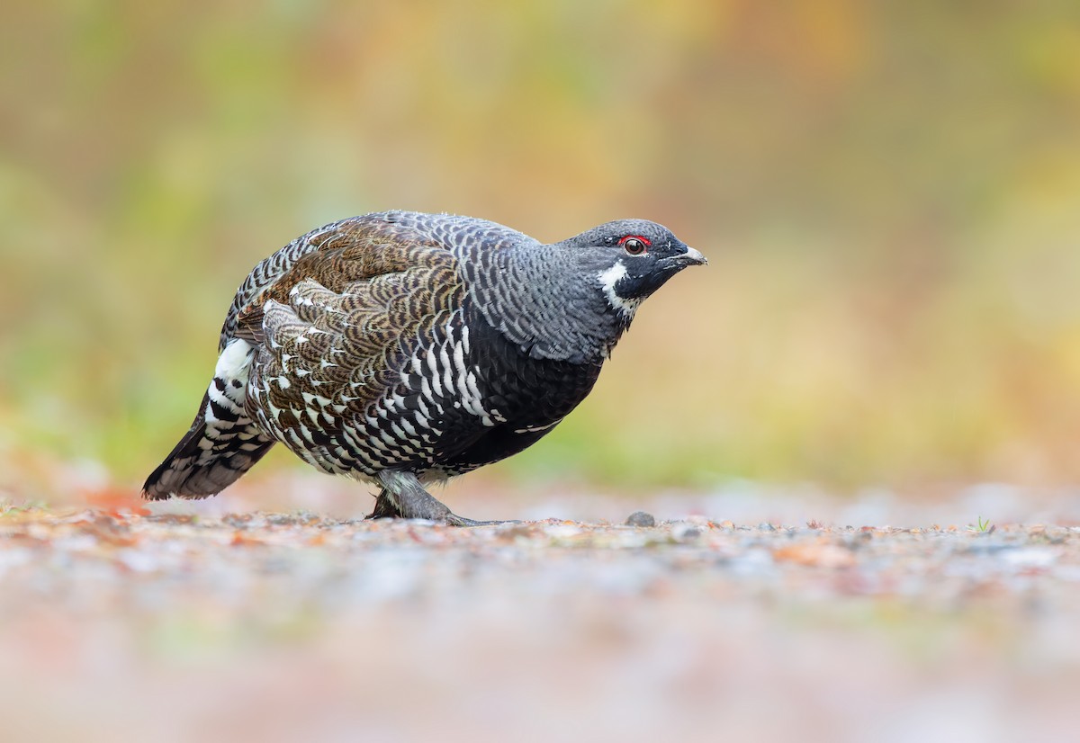 Spruce Grouse - Vasura Jayaweera